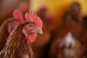 Live Improved Kienyeji Chicken